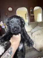 JR, a male Miniature Schnauzer for sale in Marshalltown, IA – 4 of 6