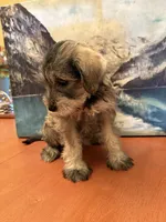 Daisy , a female Miniature Schnauzer for sale in Marshalltown, IA – 6 of 6