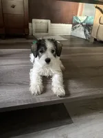 Layla, a female Miniature Schnauzer for sale in Marshalltown, IA – 4 of 5