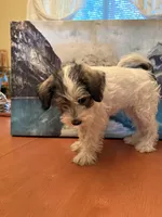 Layla, a female Miniature Schnauzer for sale in Marshalltown, IA – 2 of 5