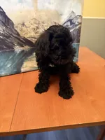 JR, a male Miniature Schnauzer for sale in Marshalltown, IA – 5 of 6