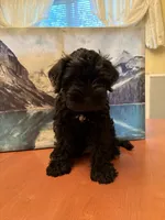 JR, a male Miniature Schnauzer for sale in Marshalltown, IA – 3 of 6