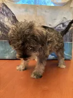 Gorda , a female Miniature Schnauzer for sale in Marshalltown, IA – 2 of 7