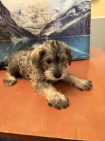 Daisy , a female Miniature Schnauzer for sale in Marshalltown, IA – 5 of 6