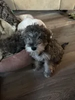 Gorda , a female Miniature Schnauzer for sale in Marshalltown, IA – 7 of 7