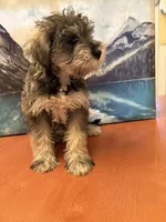 Gorda , a female Miniature Schnauzer for sale in Marshalltown, IA – 6 of 7