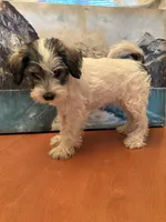 Layla, a female Miniature Schnauzer for sale in Marshalltown, IA – 3 of 5