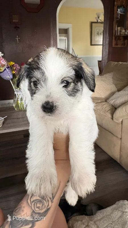 Layla – Miniature Schnauzer puppy for sale in Marshalltown, IA