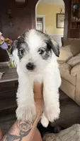 Layla, a female Miniature Schnauzer for sale in Marshalltown, IA – 1 of 5