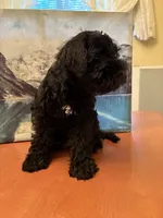 JR, a male Miniature Schnauzer for sale in Marshalltown, IA – 2 of 6