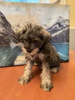 Roxy, a female Miniature Schnauzer for sale in Marshalltown, IA – 2 of 5