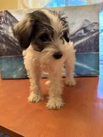 Layla, a female Miniature Schnauzer for sale in Marshalltown, IA – 5 of 5