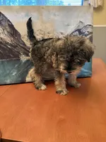 Gorda , a female Miniature Schnauzer for sale in Marshalltown, IA – 5 of 7