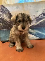 Daisy , a female Miniature Schnauzer for sale in Marshalltown, IA – 2 of 6