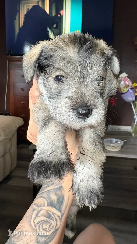 Daisy  – Miniature Schnauzer puppy for sale in Marshalltown, IA
