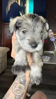 Daisy , a female Miniature Schnauzer for sale in Marshalltown, IA – 1 of 6