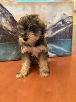 Gorda , a female Miniature Schnauzer for sale in Marshalltown, IA – 3 of 7
