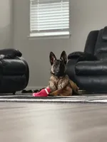 Patch , a male Belgian Malinois and German Shepherd Dog for sale in Parker, CO – 4 of 10