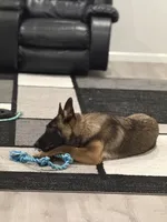 Patch , a male Belgian Malinois and German Shepherd Dog for sale in Parker, CO – 9 of 10