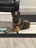 Patch , a male Belgian Malinois and German Shepherd Dog for sale in Parker, CO – 10 of 10
