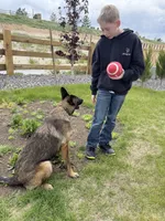 Patch , a male Belgian Malinois and German Shepherd Dog for sale in Parker, CO – 8 of 10