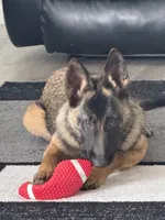 Patch , a male Belgian Malinois and German Shepherd Dog for sale in Parker, CO – 6 of 10
