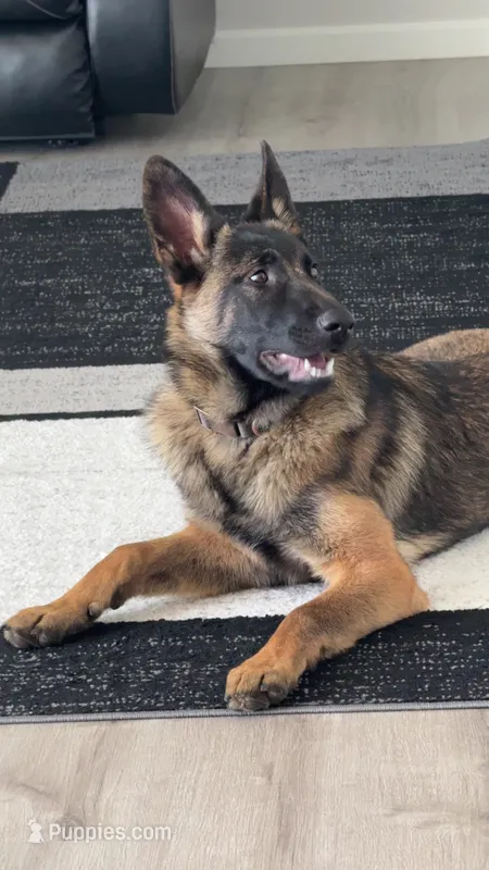 Patch  – Belgian Malinois, German Shepherd Dog puppy for sale in Parker, CO