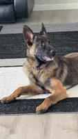 Patch , a male Belgian Malinois and German Shepherd Dog for sale in Parker, CO – 1 of 10