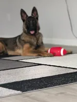 Patch , a male Belgian Malinois and German Shepherd Dog for sale in Parker, CO – 2 of 10