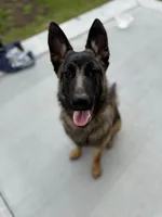 Patch , a male Belgian Malinois and German Shepherd Dog for sale in Parker, CO – 5 of 10