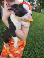 Girl 2, a female Boston Terrier for sale in Marion, IL – Photo 2 of 3