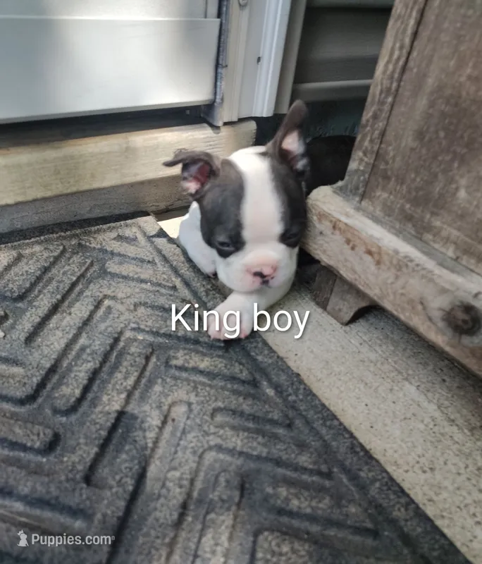 Big Boy – Boston Terrier puppy for sale in Marion, IL
