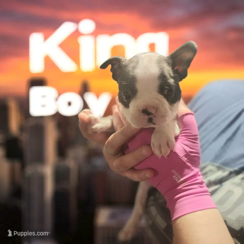 king – Boston Terrier puppy for sale in Marion, IL
