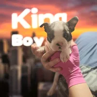king, a male Boston Terrier for sale in Marion, IL – 1 of 6