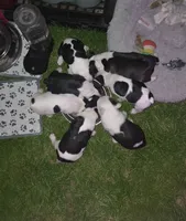 ziggy, a male Boston Terrier for sale in Marion, IL – 4 of 4