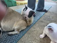cowgirl, a female Boston Terrier for sale in Marion, IL – 2 of 5