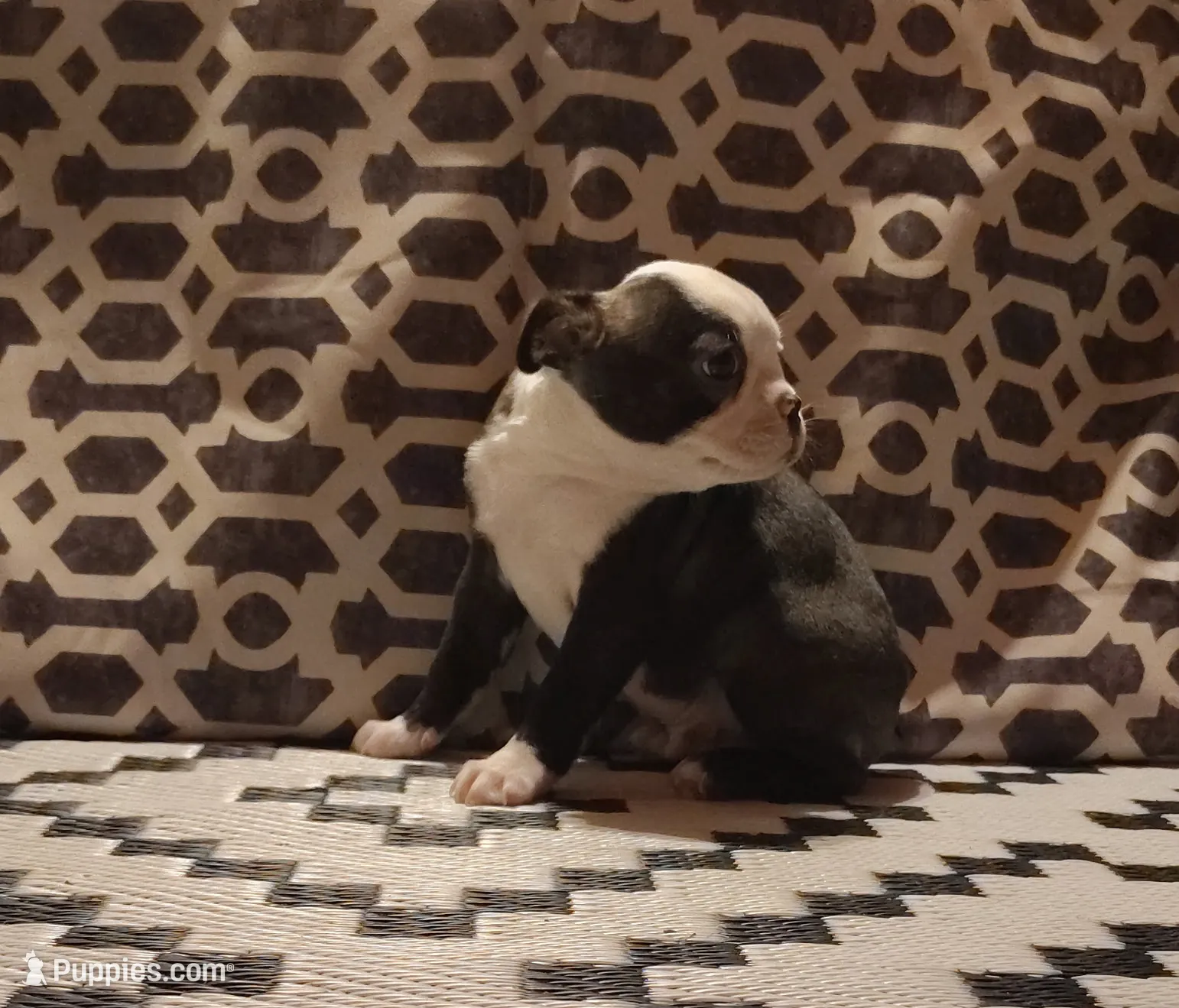 processed/55e5fc13-926e-4f75-bfe7-0574c7850131/listing/21837ebd-4b2e-44d5-aa85-62d09971b970/533eed63-2b7d-4d10-a010-6d15f243c734