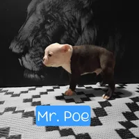 Poe, a male Boston Terrier for sale in Marion, IL – Photo 4 of 9