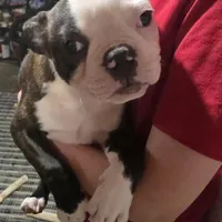 Poe, a male Boston Terrier for sale in Marion, IL – Photo 2 of 9