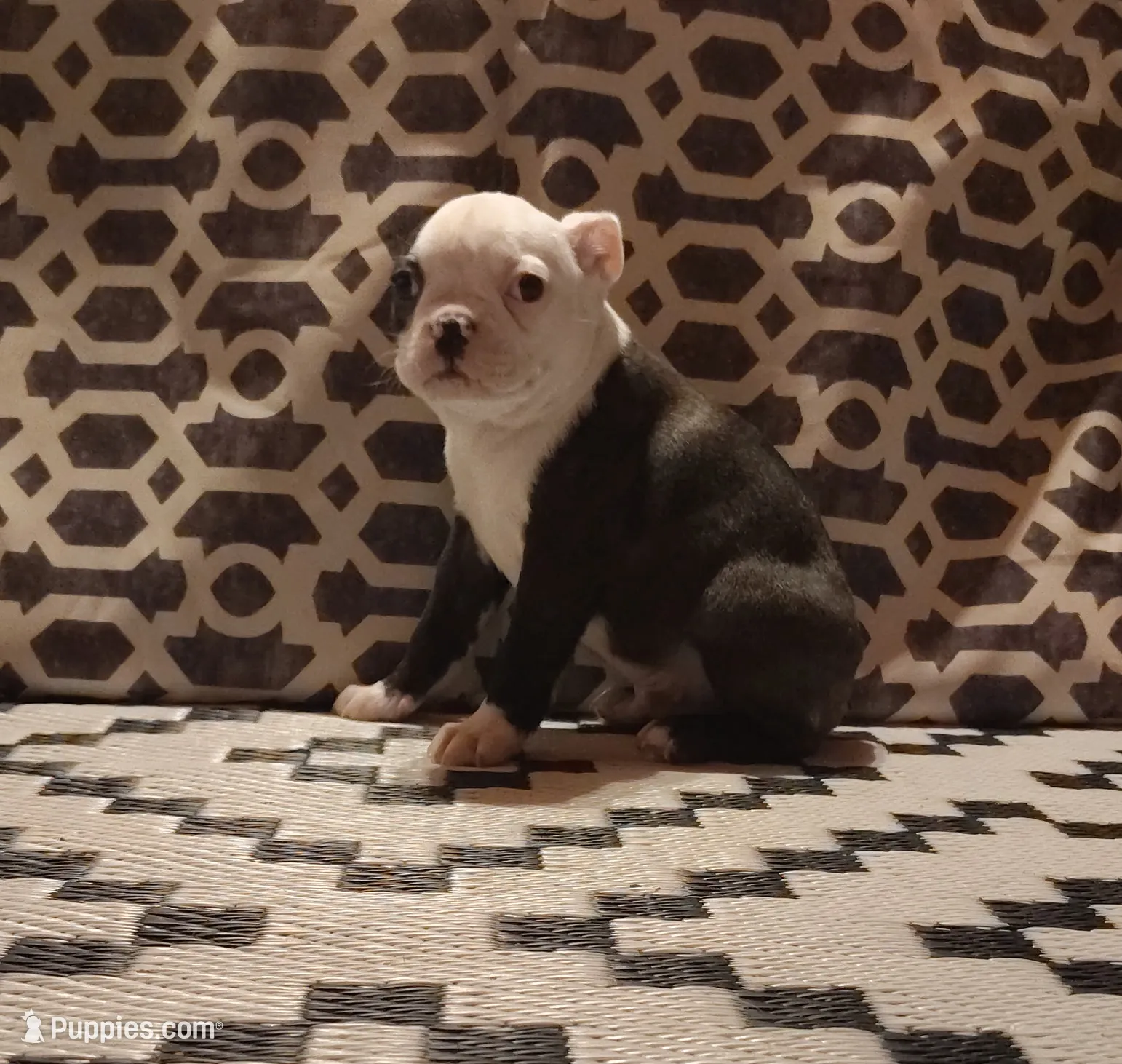 processed/55e5fc13-926e-4f75-bfe7-0574c7850131/listing/21837ebd-4b2e-44d5-aa85-62d09971b970/c90bd1a2-dd08-4cf0-a7ff-03393ac1d0f8