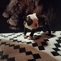 Poe, a male Boston Terrier for sale in Marion, IL – Photo 8 of 9