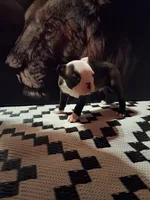 processed/55e5fc13-926e-4f75-bfe7-0574c7850131/listing/21837ebd-4b2e-44d5-aa85-62d09971b970/da374f00-395d-453e-adb5-d9eb4d491f0e