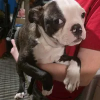 Poe, a male Boston Terrier for sale in Marion, IL – Photo 3 of 9