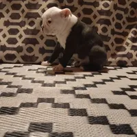 Poe, a male Boston Terrier for sale in Marion, IL – Photo 7 of 9