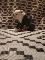 processed/55e5fc13-926e-4f75-bfe7-0574c7850131/listing/21837ebd-4b2e-44d5-aa85-62d09971b970/f4d83fd7-2234-48ee-aedd-b55966ee1341