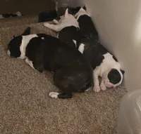 king, a male Boston Terrier for sale in Marion, IL – 3 of 6