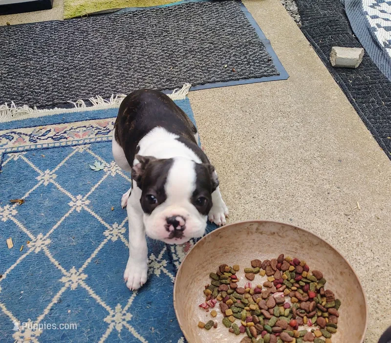 king – Boston Terrier puppy for sale in Marion, IL