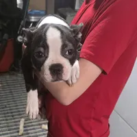 Jr.Etta, a female Boston Terrier for sale in Marion, IL – Photo 2 of 10