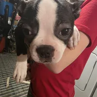 Jr.Etta, a female Boston Terrier for sale in Marion, IL – Photo 3 of 10