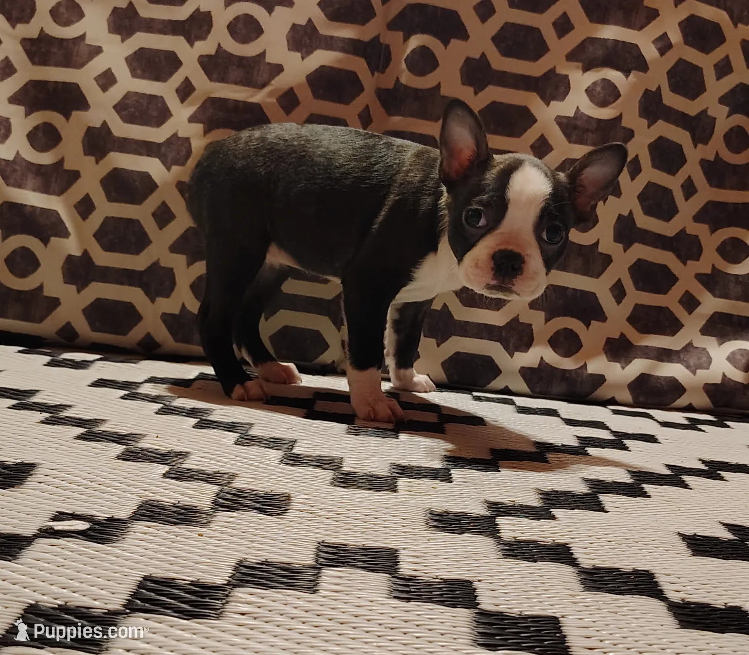 processed/55e5fc13-926e-4f75-bfe7-0574c7850131/listing/3e6ff99b-414f-47d5-bb06-dba881f92e8d/2f7cb774-cee4-442f-8693-a95bb4b10f3a